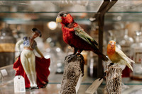 13-sarah-james-vintage-antique-store-wedding