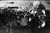 USA-BW-002